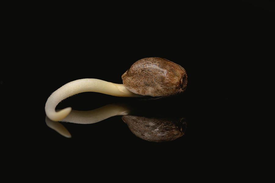 Sprouted Cannabis Seed Photograph by LaRell Herbert - Fine Art America