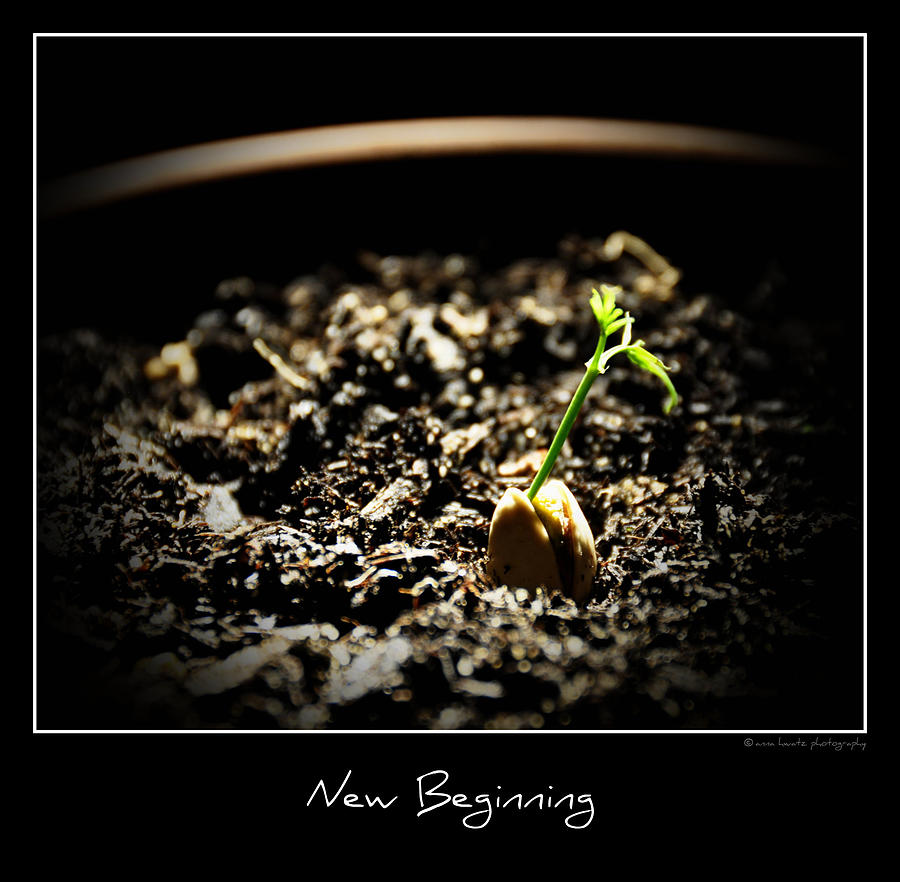 Sprouting seed Photograph by Anna Hwatz Photography Find Me On Facebook