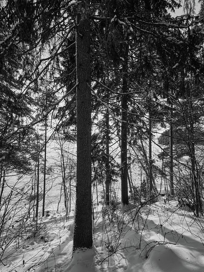 Spruce and the sun. Last morning of 2023  number 24 bw Photograph by Jouko Lehto