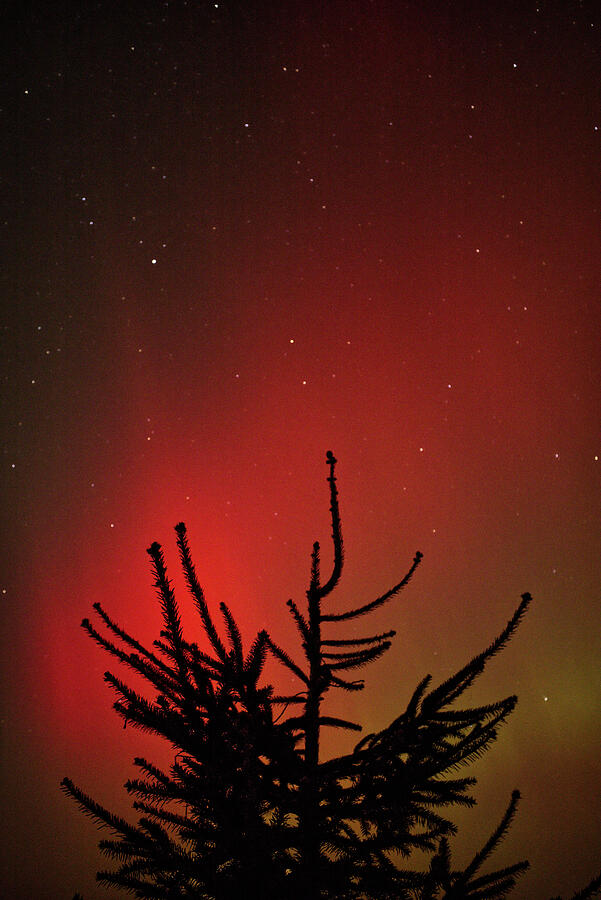 Spruce Aurora Photograph by Dylan Punke Spruce Aurora Photograph by Dylan Punke