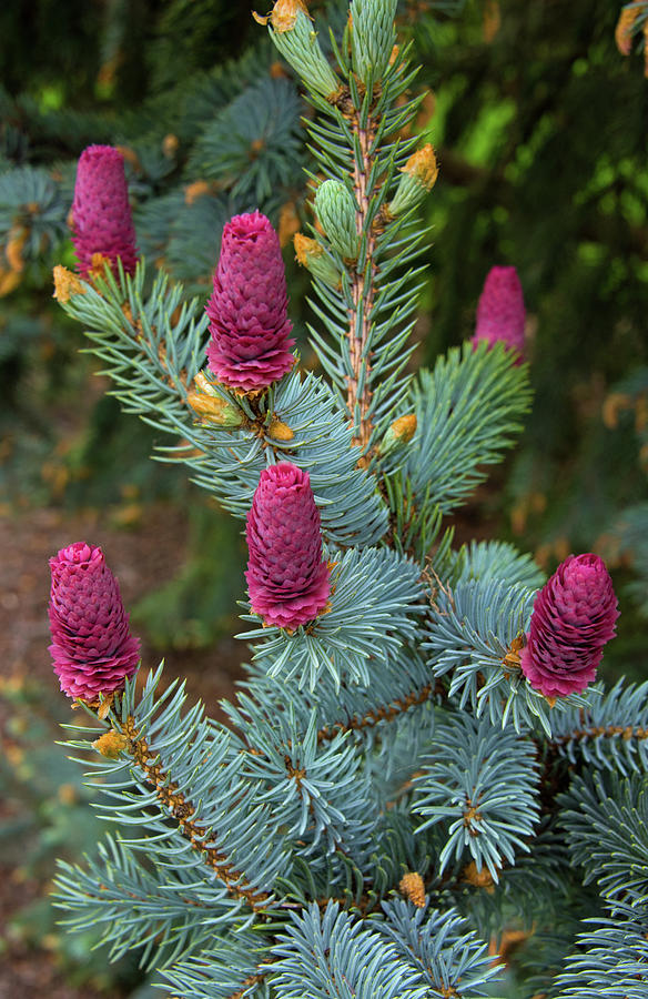 Spruce Flower-Howard County Indiana Photograph by William Reagan - Fine ...