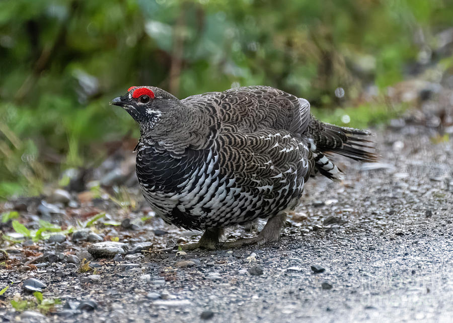 Spruce Grouse 1 Photograph by Steven Natanson