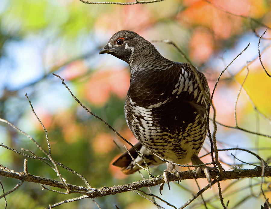 Spruce Grouse in Tree - Paradise, Michigan USA - Photograph by Edward Shotwell Spruce Grouse in Tree - Paradise, Michigan USA - Photograph by Edward Shotwell