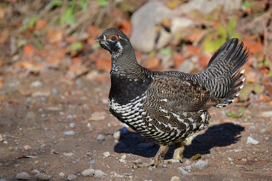 Spruce Grouse Photograph by Ralph Scherder