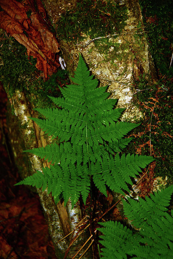 Spruce Peak Fern Looking Like A Spruce Photograph by Raymond Salani III