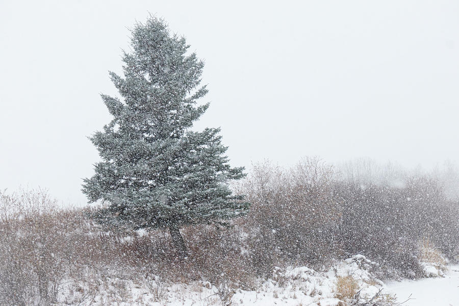 Snow Photograph - Spruce tree on a snowy day by Karen Rispin
