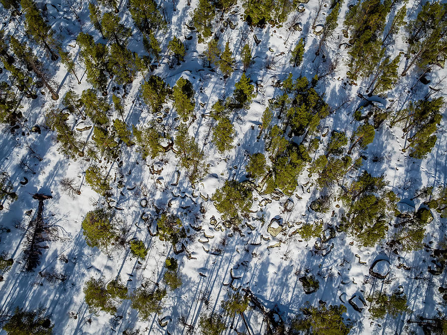 Spruce Trees, Laponian Area, National Park, Stora Sjofallet, Sweden. Drone photography  Photograph by Panoramic Images