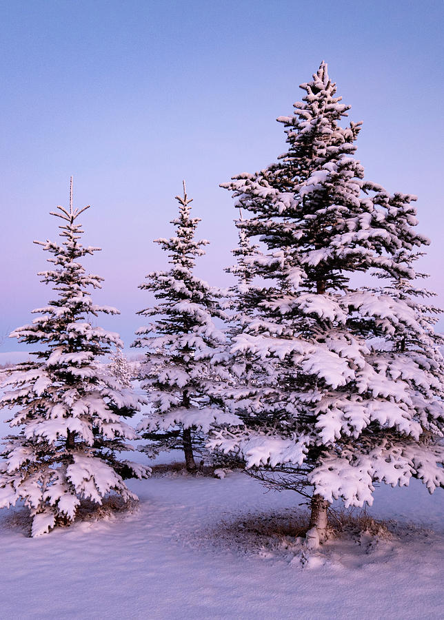 Christmas Photograph - Spruce trees on a winter dawn by Phil And Karen Rispin