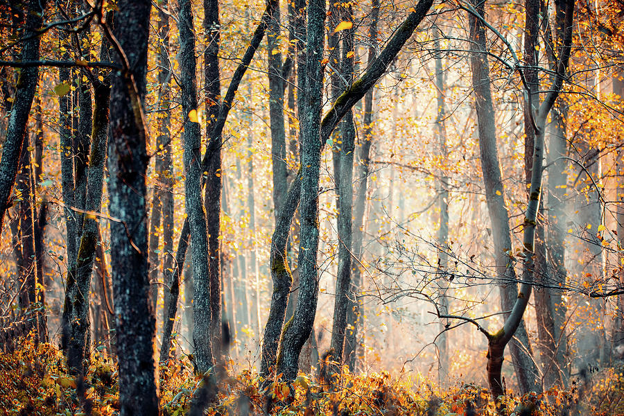 Sprucetree Trunks In A mystical Forest Photograph by Artush Foto - Fine ...