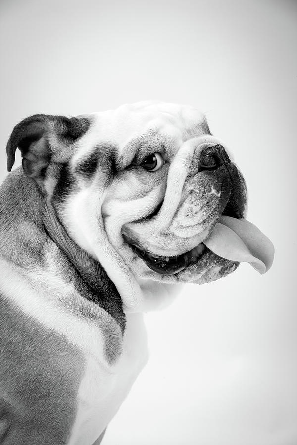 Spud The British Bulldog Photograph by Seeables Visual Arts