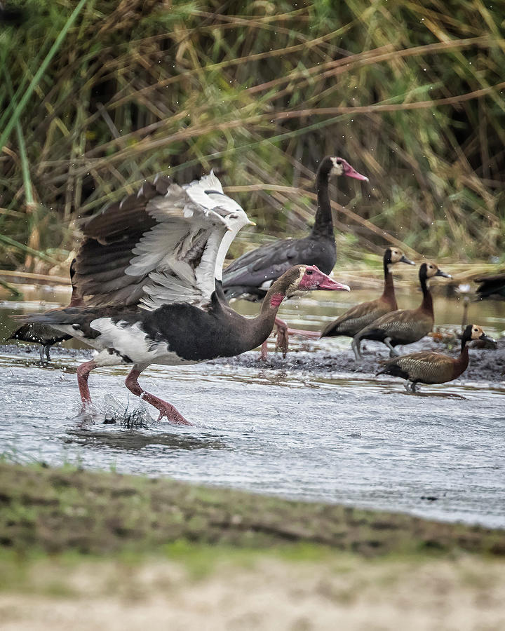 Spur-winged Geese, No. 2 Photograph by Belinda Greb