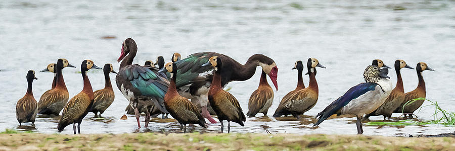 Spur-winged Geese, White-faced Whistling Ducks and Knob-billed Duck  Photograph by Belinda Greb