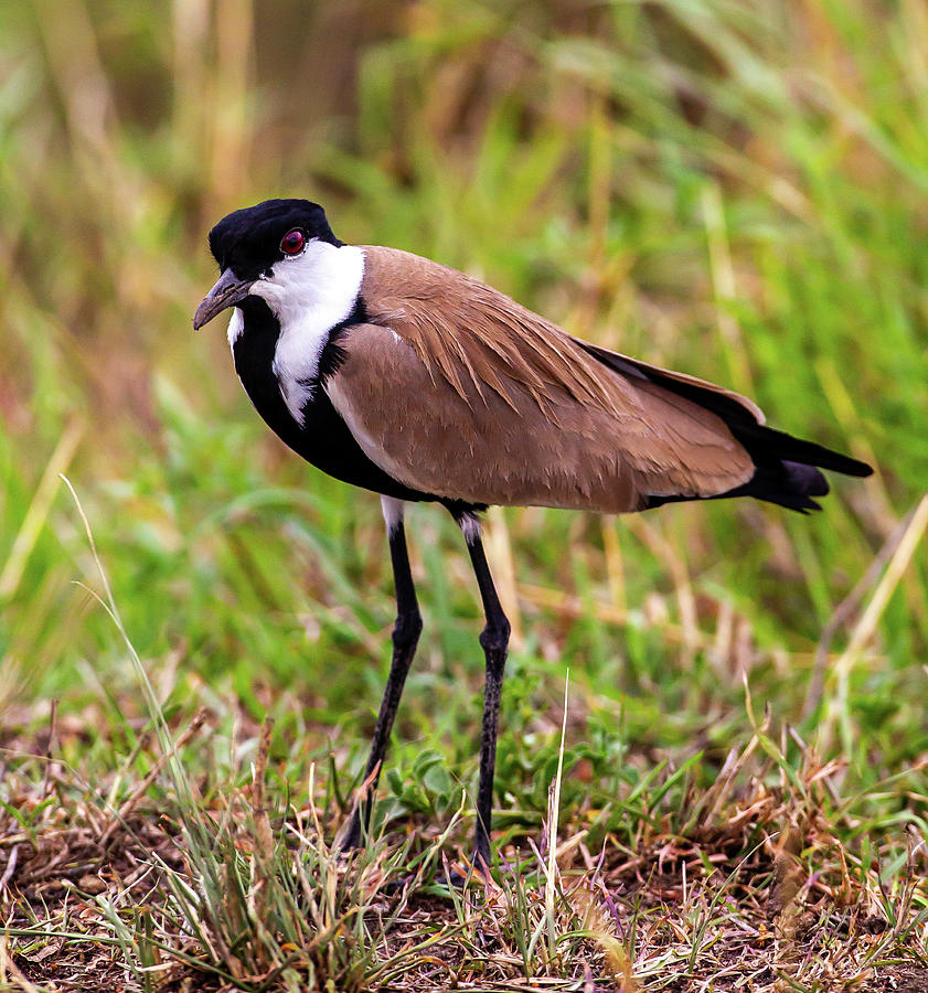 Spur-winged Lapwing Photograph by Greg Yahr - Fine Art America