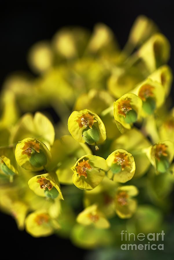Spurge A Little And Glow Photograph by Joy Watson