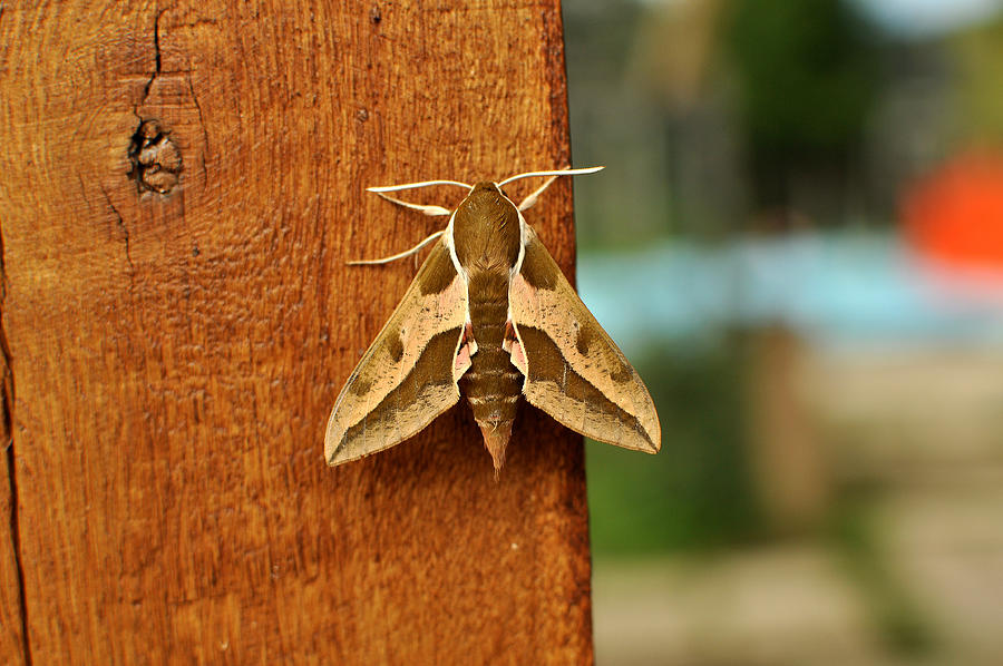 Spurge Hawk-moth (Hyles euphorbiae) Photograph by Bobyci