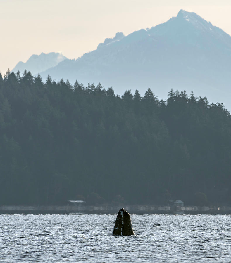 Spy Hopping Grey Whale Photograph by Bob VonDrachek