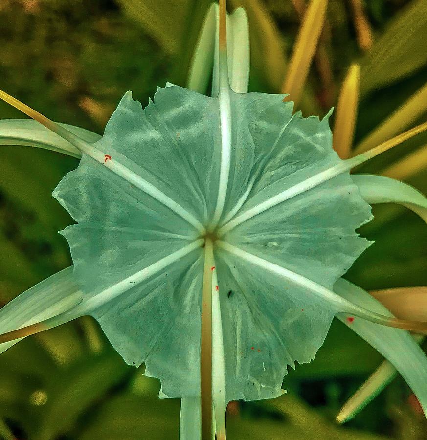 Spyder Amaryllis Green Photograph by Joalene Young