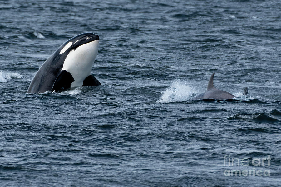 Spring Photograph - Spyhopper Orca with Family #2 by Nancy Gleason