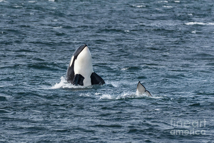 Spring Photograph - Spyhopper Orca with Family by Nancy Gleason