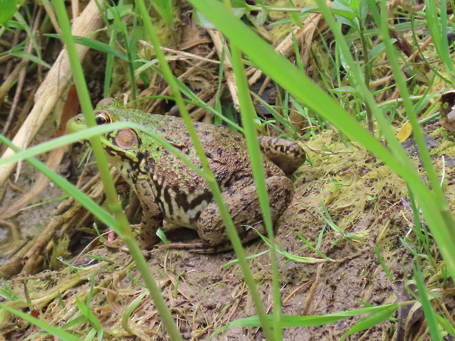 Spying Toad Photograph by Tracey Crewe - Fine Art America