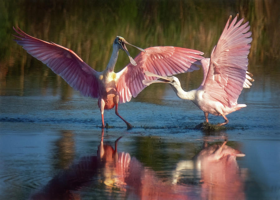 Squabble In Pink Photograph