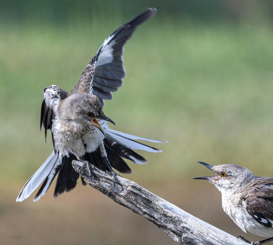 Squabbling Mockingbirds Photograph by Karen Slagle