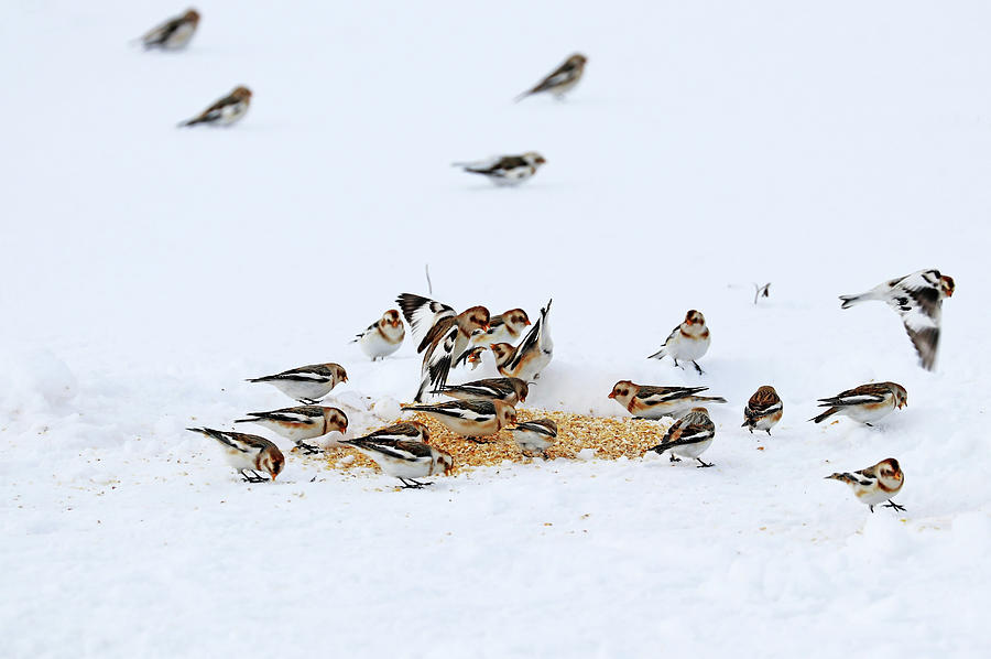 Squabbling Snow Buntings Photograph by Debbie Oppermann