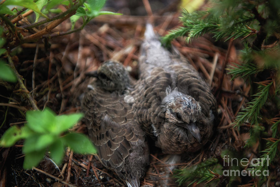 Squabs - Carolina Doves- Furry Babies On The Nest Photograph