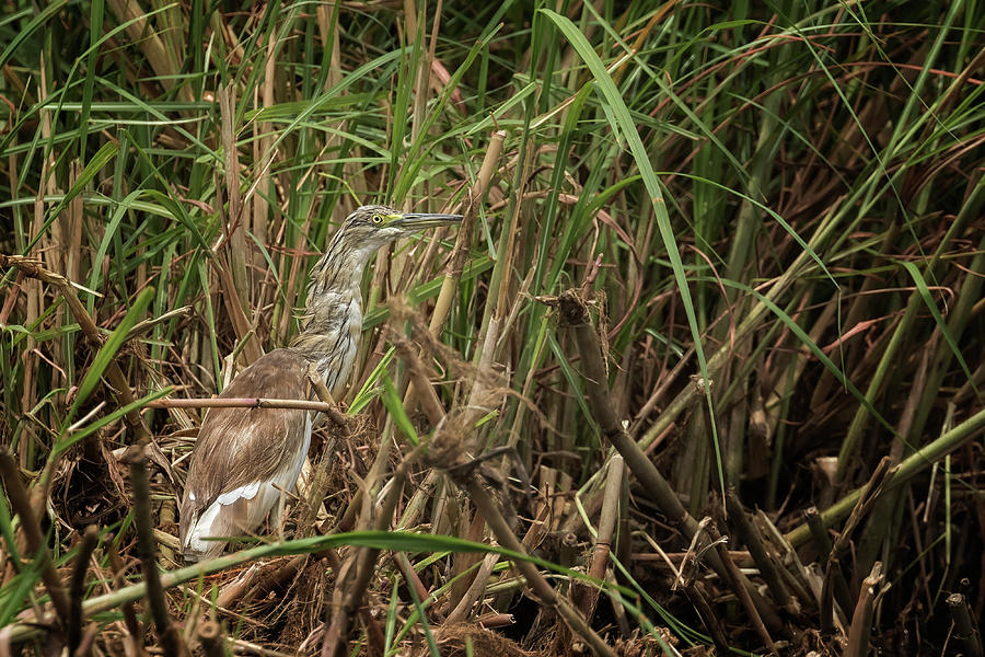 Squacco Heron Photograph by Belinda Greb