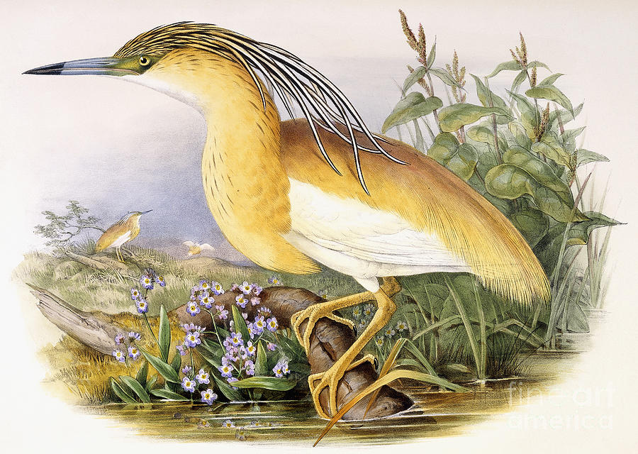 Squacco Heron or Buphus Comatus Painting by Gould and Richter