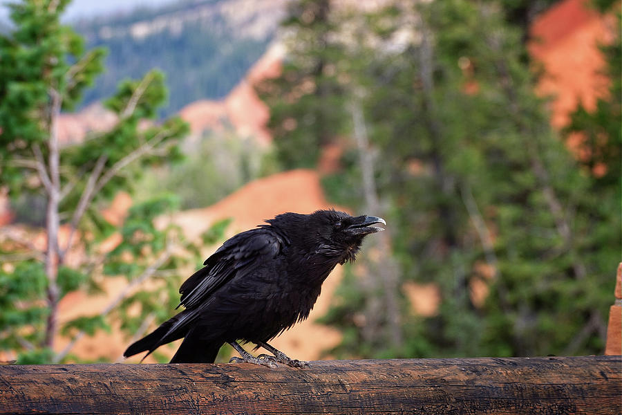 Bryce Canyon National Park Photograph - Squacking for Lunch by Jack and Darnell Est Bryce Canyon National Park Photograph - Squacking for Lunch by Jack and Darnell Est