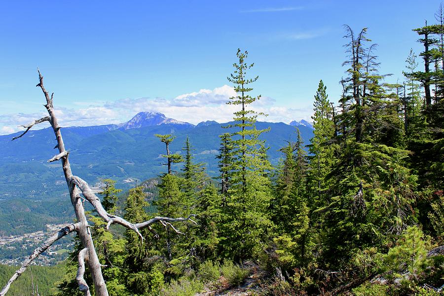 Squamish Evergreens Photograph by Lark Hickey - Pixels