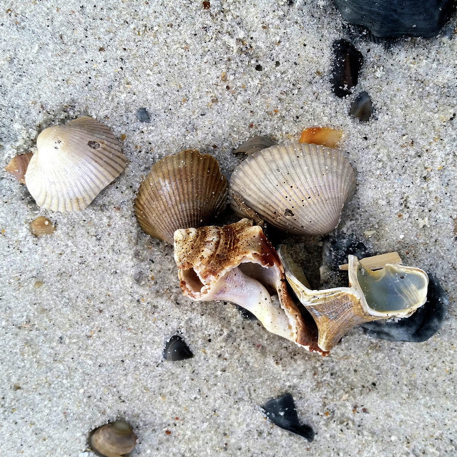 Square Amelia Island Sea Shells Photograph by Kathy K McClellan