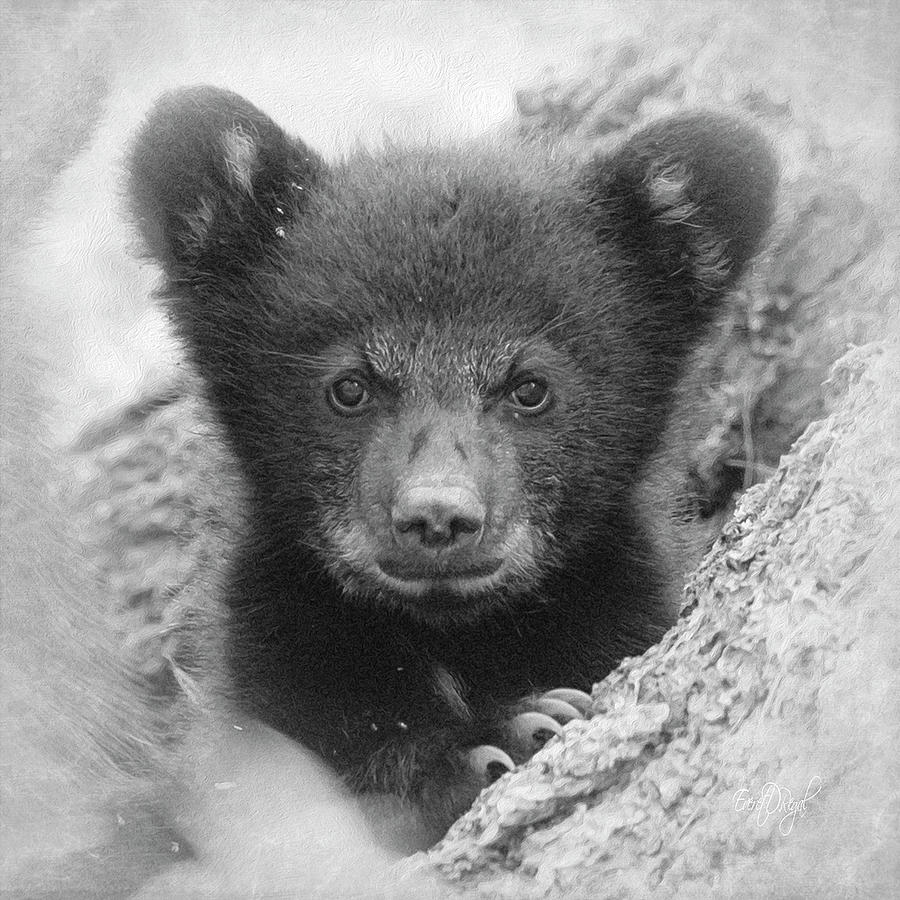 Square Bear Photograph by Everet Regal