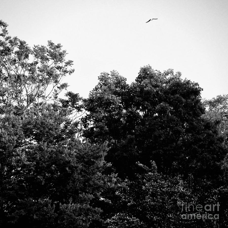 Square - Free Bird Golden Hour Sunset - Black and White Photograph by Frank J Casella