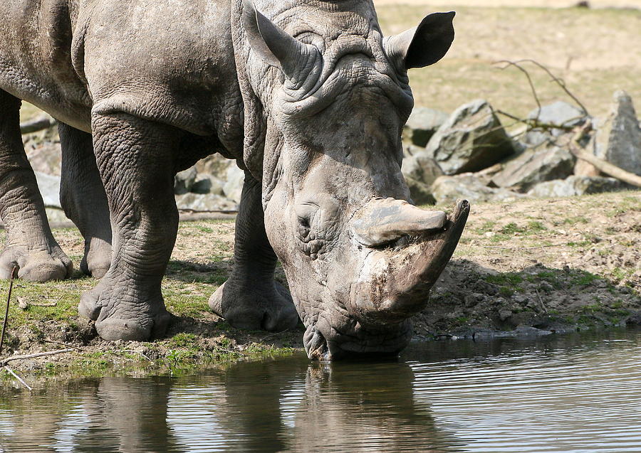 Square Lipped Rhino Drinking Photograph by Ger Bosma