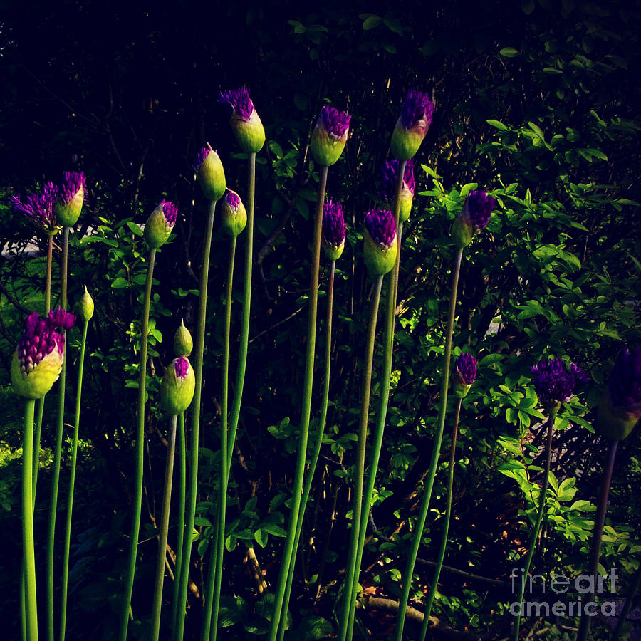 Nature Photograph - Square Neighborhood Flowers at Dusk in the Sunlight by Frank J Casella