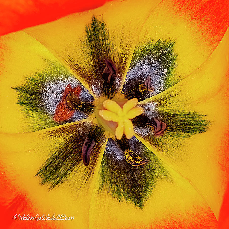 Square Orange Yellow Tulip Photograph by LeeAnn McLaneGoetz McLaneGoetzStudioLLCcom