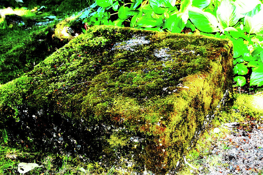 Nature Photograph - Square Root by Simone Hester
