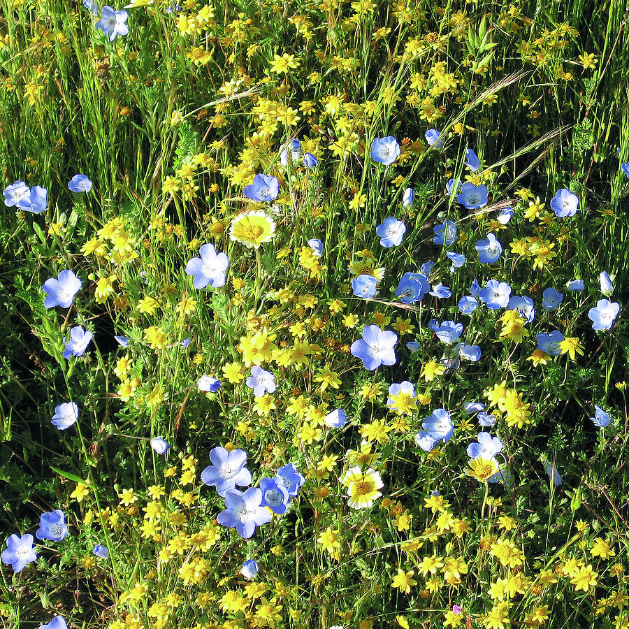 Square Wildflower Patch Photograph