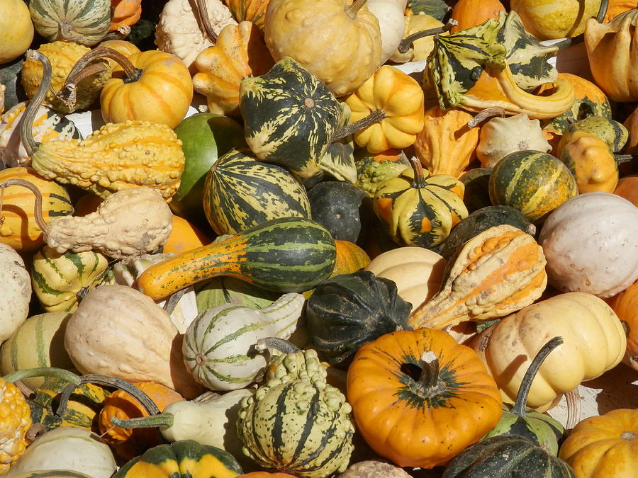 Squash and pumpkins Photograph by Lois Nieves - Fine Art America