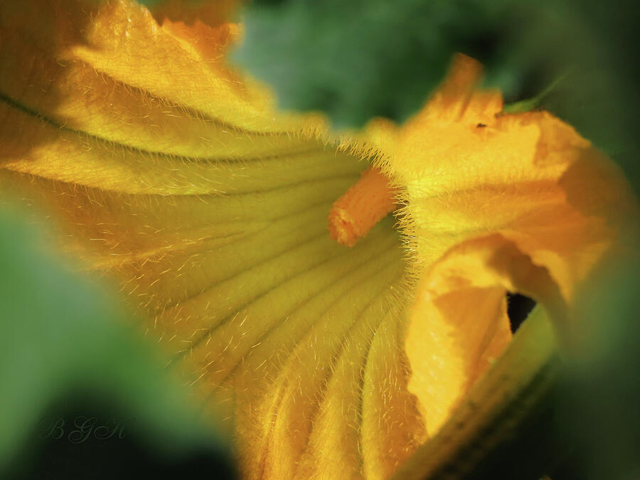 Squash Blossom Beauty 1 - Floral Photography - Flowers - Nature Photograph by Brooks Garten Hauschild