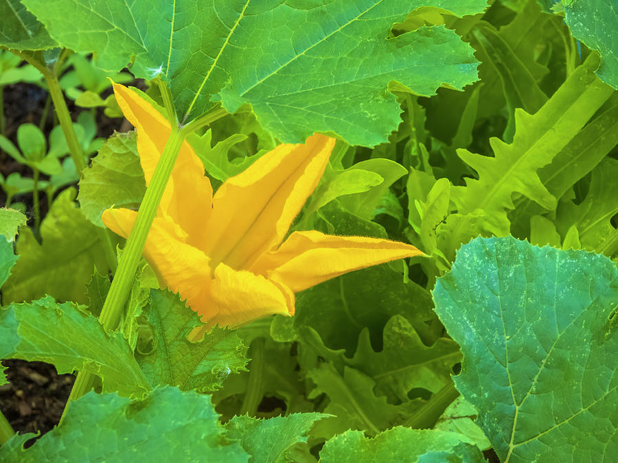 Squash Blossom Photograph by L Armstrong Fine Art America