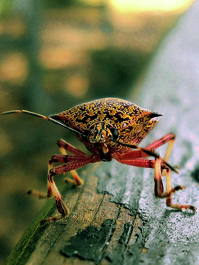 Squash Bug Photograph by Christopher Mercer
