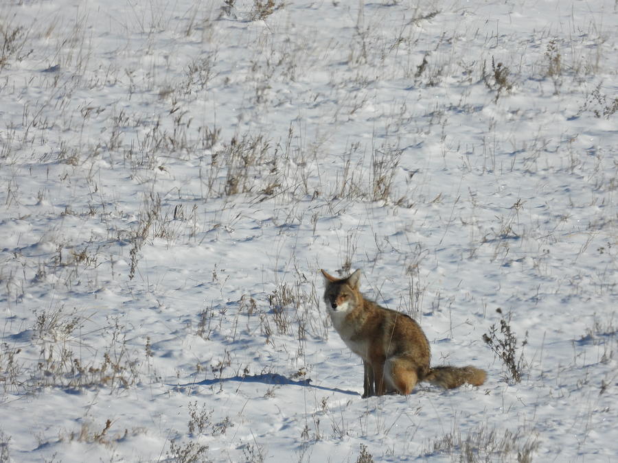 Squatting Coyote Photograph by Amanda R Wright