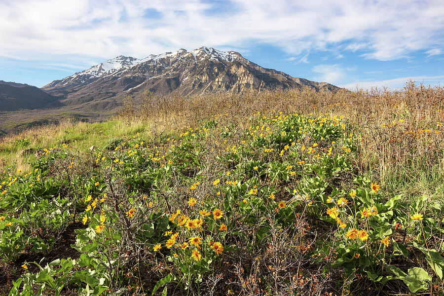 Landscape Photograph - Squaw Peak Overlook Wildflowers with Mount Timpanogos by Brett Pelletier