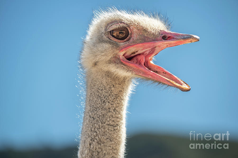 Ostrich Photograph - Squawk by Jamie Pham