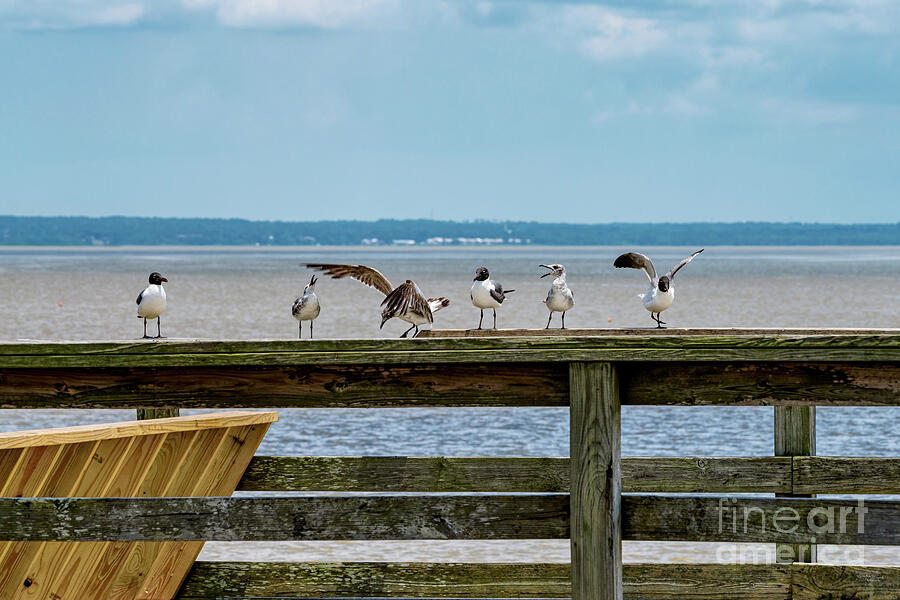 Bird Photograph - Squawking Seagulls by Jennifer White
