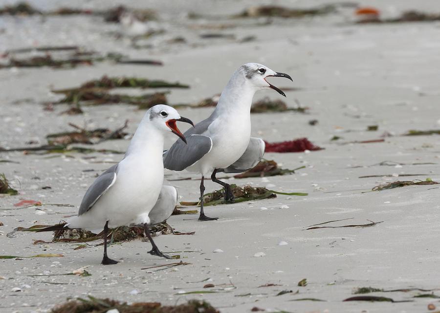 Squawking Seagulls Photograph by Mingming Jiang
