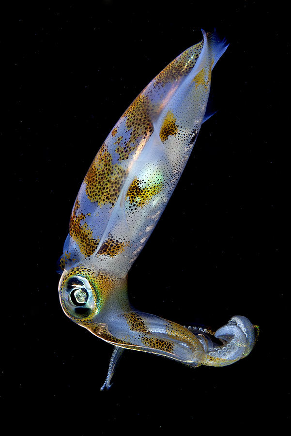 Squid Photograph by Adam Minu - caminu.com
